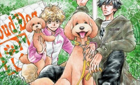 dog signa cl
